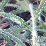 Echium asperrimum leaf picture by Hervé Goëau (cc-by-sa)