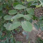 Guiera senegalensis leaf picture by Maarten Vanhove (cc-by-sa)