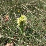 Dactylorhiza sambucina habit picture by Yves Chérain (cc-by-sa)