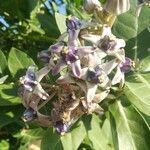 Calotropis gigantea flower picture by Ale Ale Simonel (cc-by-sa)