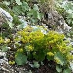 Alchemilla fissa habit picture by Francois Mansour (cc-by-sa)