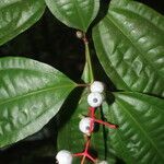 Miconia lateriflora flower picture by Nelson Zamora Villalobos (cc-by-nc)