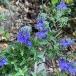 Veronica teucrium habit picture by laurent boniface (cc-by-sa)