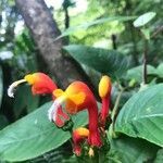 Centropogon solanifolius flower picture by Frederique Duquesne (cc-by-sa)