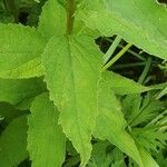 Campanula latifolia leaf picture by Chris Kilmartin (cc-by-sa)