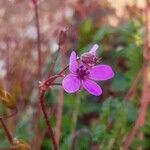 Erodium cicutarium (l.) l'hér. flower picture by Louis Aureglia (cc-by-sa)