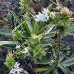 Echium strictum flower picture by lopezlacasa (cc-by-sa)