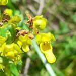 Calceolaria teucrioides flower picture by Trap Hers (cc-by-sa)