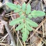 Botrychium dissectum leaf picture by Heather Anne Walter (cc-by-sa)