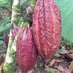 Theobroma cacao fruit picture by Daniel Nossa-Silva (cc-by-sa)