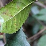 Rawsonia lucida leaf picture by Maarten Vanhove (cc-by-sa)