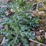 Senecio vulgaris habit picture by Ymelie (cc-by-sa)