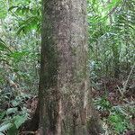 Vochysia ferruginea habit picture by SINAC Pérez Greivin (cc-by-sa)