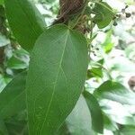 Vincetoxicum nigrum leaf picture by justin batchman (cc-by-sa)