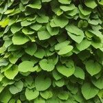 Aristolochia macrophylla habit picture by Dieter Albrecht (cc-by-sa)