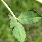 Trifolium resupinatum leaf picture by Llandrich anna (cc-by-sa)