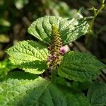 Plectranthus scutellarioides flower picture by Yunita Puji Rahayu (cc-by-sa)