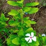 Catharanthus roseus leaf picture by botany arvind (cc-by-sa)