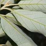 Styrax argenteus leaf picture by Nelson Zamora Villalobos (cc-by-nc)