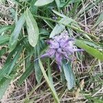 Phyteuma serratum flower picture by Michel Descombes (cc-by-sa)