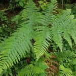 Pteridium aquilinum habit picture by Jean-Louis Fagard (cc-by-sa)