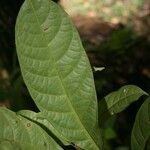 Sandwithia guyanensis leaf picture by Jean-François Molino (cc-by-sa)