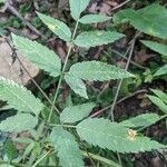 Cicuta maculata leaf picture by Brianna Brinkley (cc-by-sa)