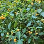 Impatiens capensis flower picture by r.devereaux (cc-by-sa)