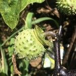 Datura metel fruit picture by Alboss (cc-by-sa)