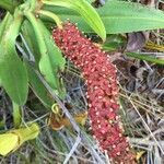 Nepenthes vieillardii flower picture by mimi (cc-by-sa)