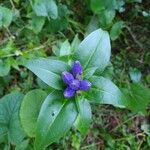 Gentiana clausa flower picture by Tiffy Knock (cc-by-sa)