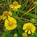 Helenium autumnale flower picture by K O (cc-by-sa)