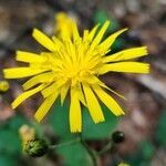 Hieracium laevigatum flower picture by Ondřej Jokerrr83 (cc-by-sa)