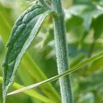 Nepeta nepetella leaf picture by francois tissot (cc-by-sa)