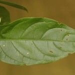 Solanum leucocarpon leaf picture by R. Tournebize (cc-by-sa)