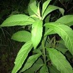 Vernonia baldwinii leaf picture by DD S. (cc-by-sa)