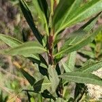 Baccharis salicina leaf picture by Johnny Poppyseed (cc-by-sa)