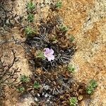 Erodium corsicum flower picture by ross ross (cc-by-sa)