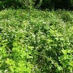 Rubus nemorosus habit picture by Alain Bigou (cc-by-sa)