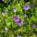 Geranium pyrenaicum fruit picture by Franz Mahnert (cc-by-sa)