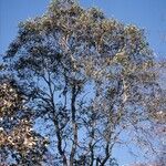 Dalbergia latifolia habit picture by Daniel Barthelemy (cc-by-nc)