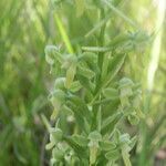 Habenaria strictissima flower picture by Nelson Zamora Villalobos (cc-by-nc)