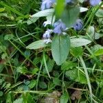 Ajuga reptans leaf picture by Noham Trigaud (cc-by-sa)