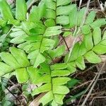 Adiantum latifolium leaf picture by castro vin (cc-by-sa)