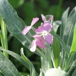 Matthiola incana flower picture by Maarten Vanhove (cc-by-sa)