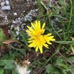 Taraxacum officinale flower picture by Tutt-Wixner Andrew (cc-by-sa)