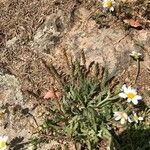 Plantago coronopus habit picture by Patrice Nodet (cc-by-sa)