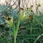 Iris tuberosa habit picture by Ferrari Noemi (cc-by-sa)