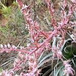 Puya spathacea flower picture by Trap Hers (cc-by-sa)