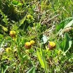 Trifolium spadiceum flower picture by To Ni (cc-by-sa)